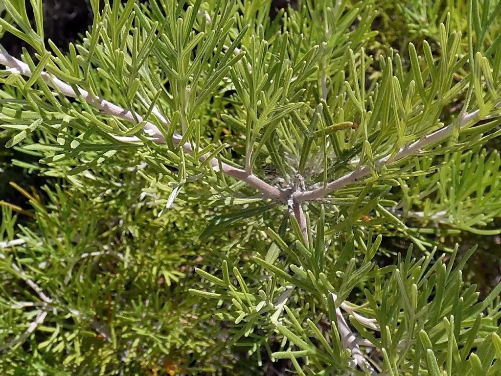 Bois de ver pour une conception de jardin chaud