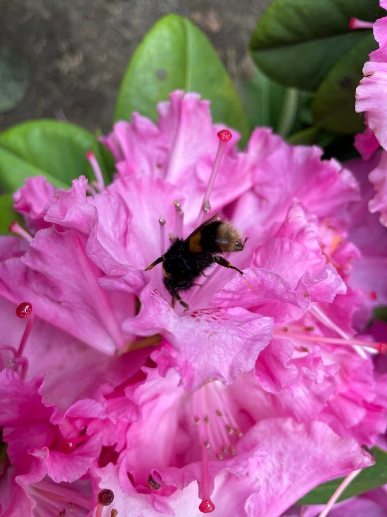 Bee feeding on an azalea flower