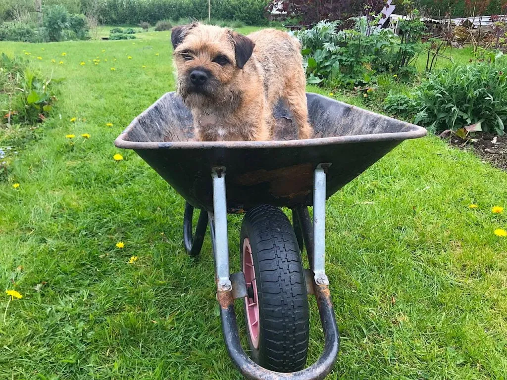 A border terrier in a wheel barrow in lee Burkhills garden