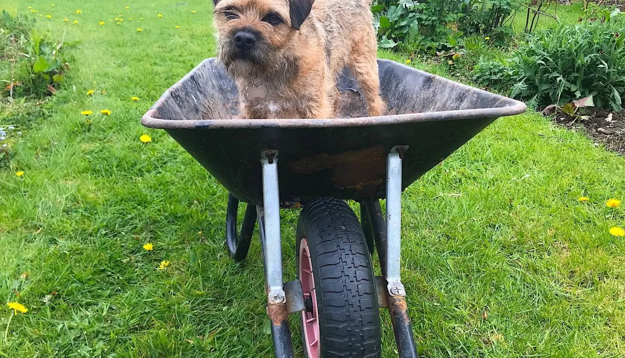 A border terrier in a wheel barrow in lee Burkhills garden