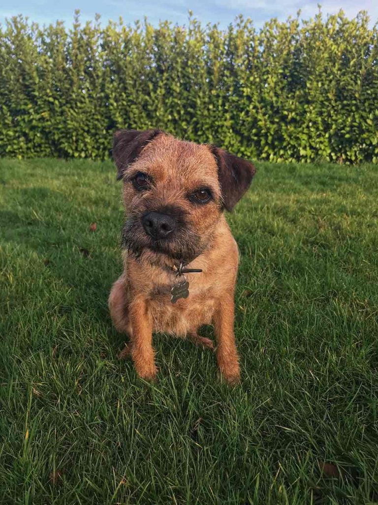 barry garden ninjas dog