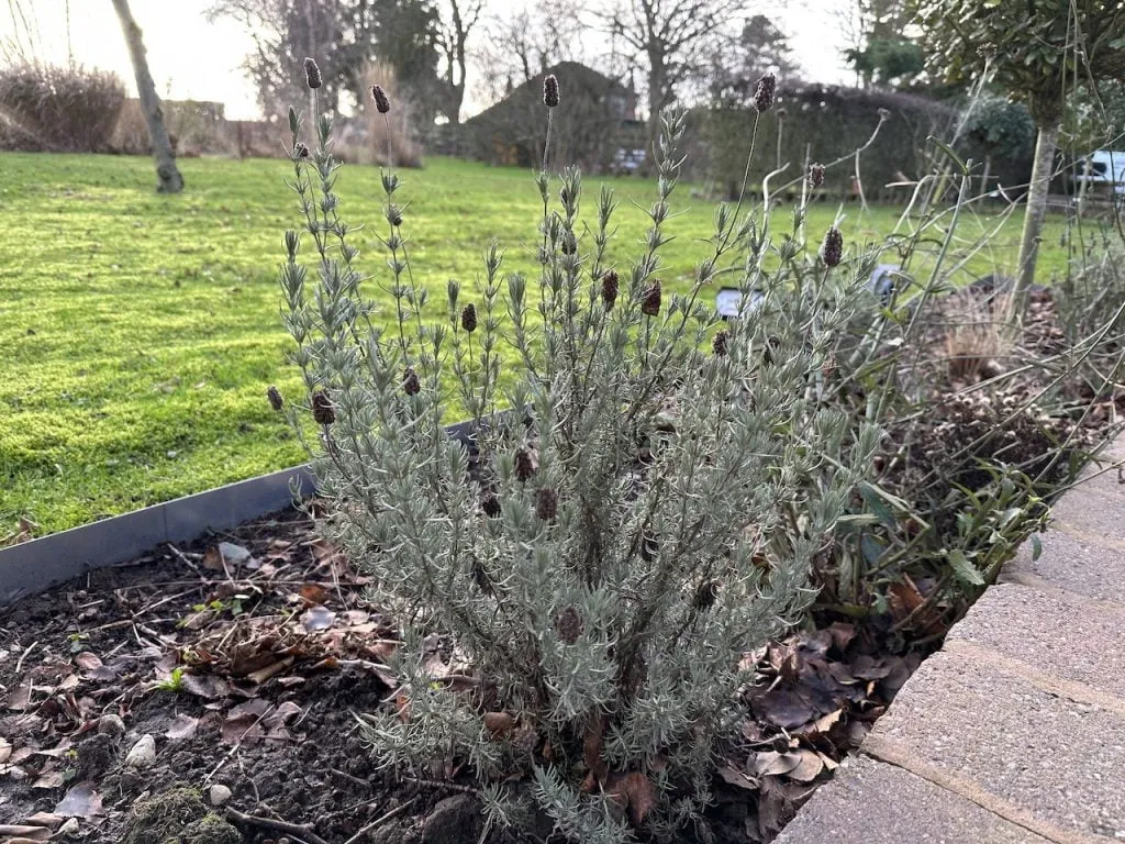A lavender before pruning