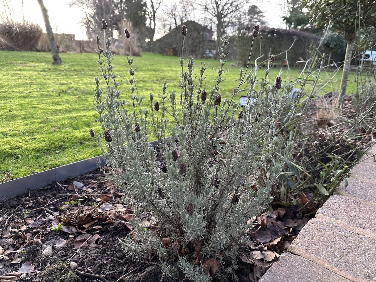 Lavender Pruning, Propagating & Growing Guide for beginners - Garden Ninja:  Lee Burkhill Garden Design