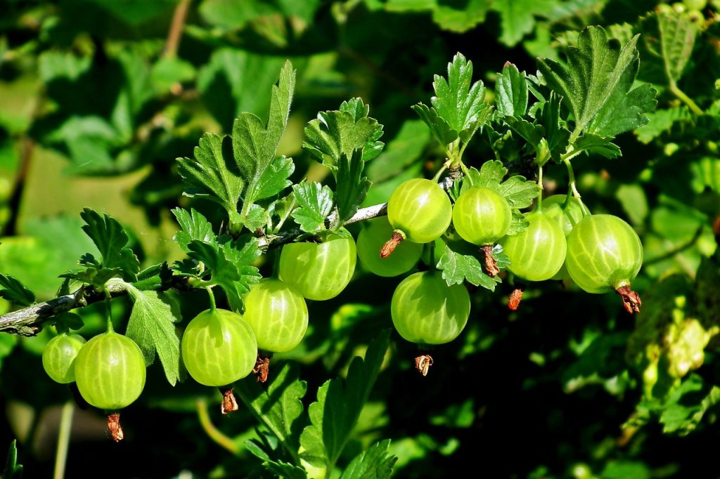 Gooseberries for containers