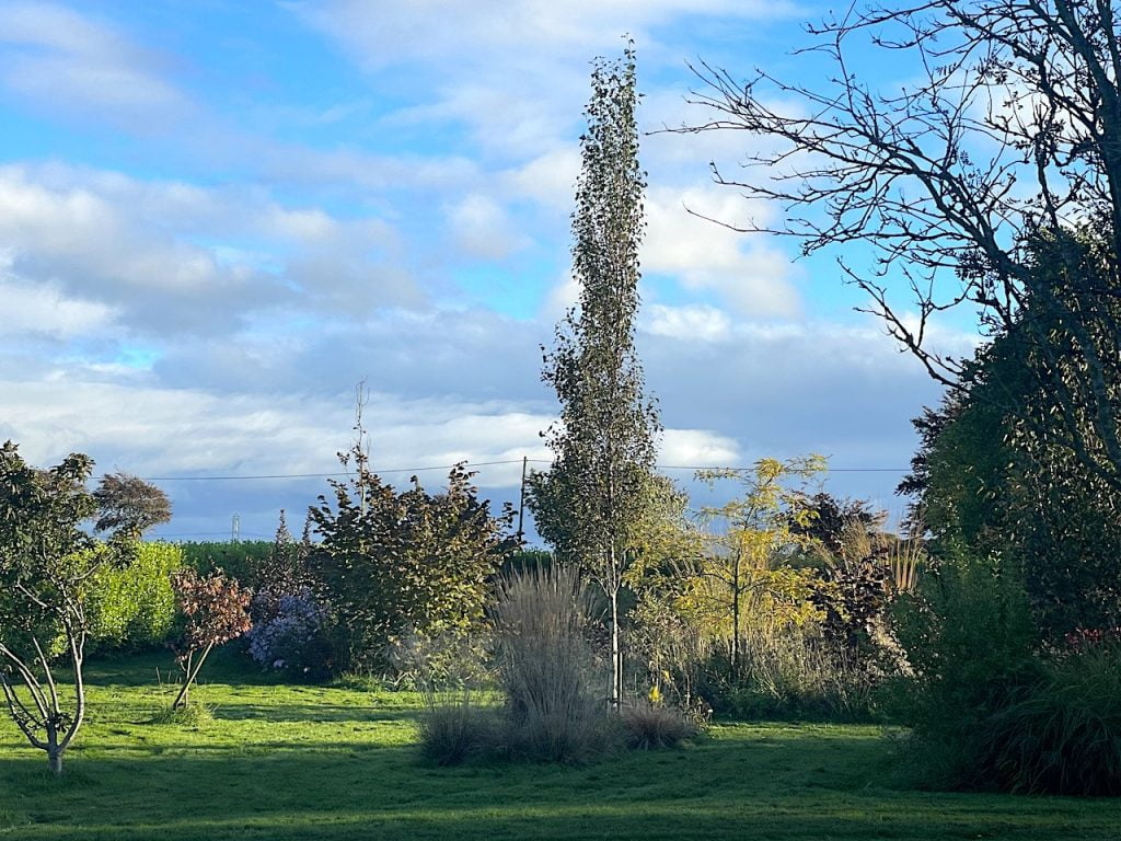 A Betula fastigata in a garden