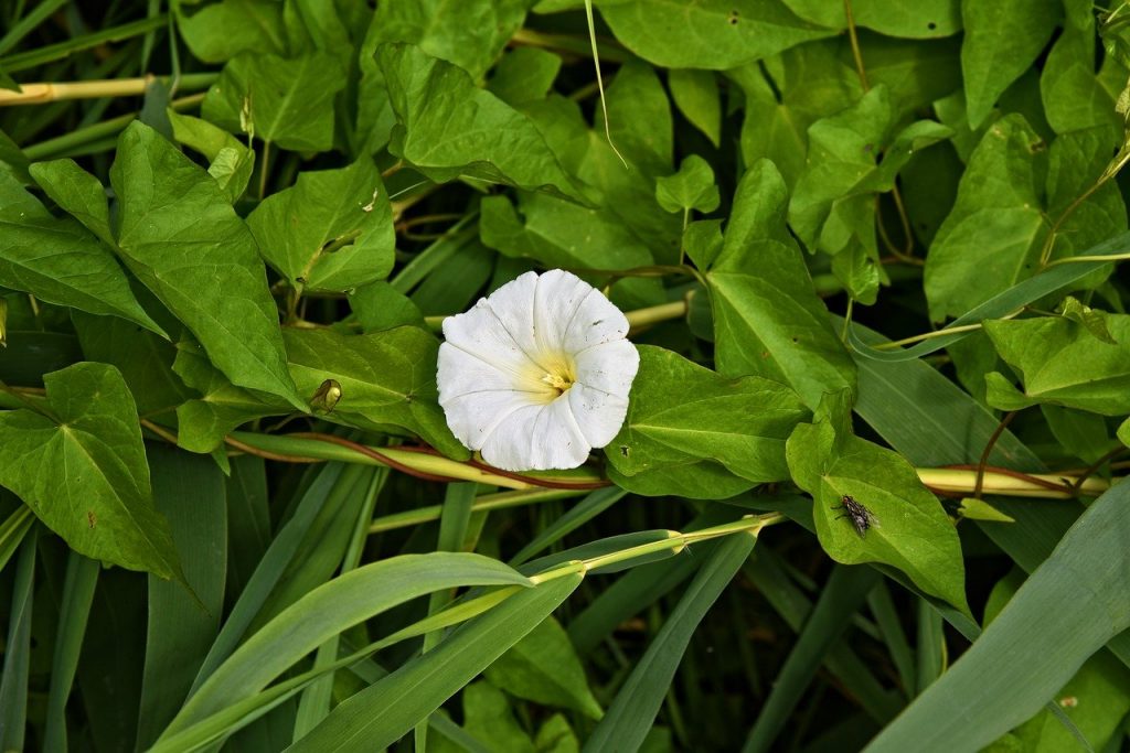 Hedge bindweed control methods