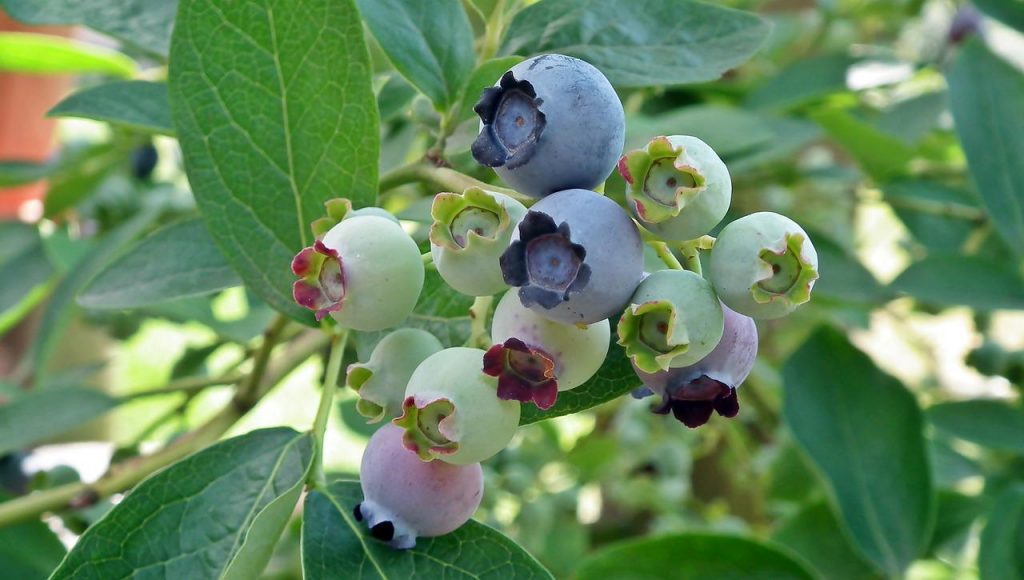 A blueberry bush in fruit