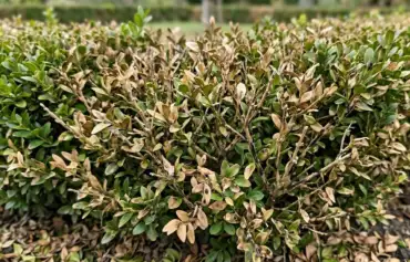 Box blight and cures
