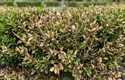 Box blight and cures