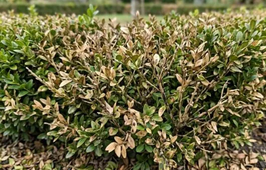 Box blight and cures