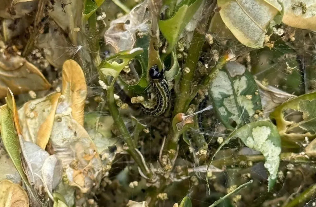 box caterpillar