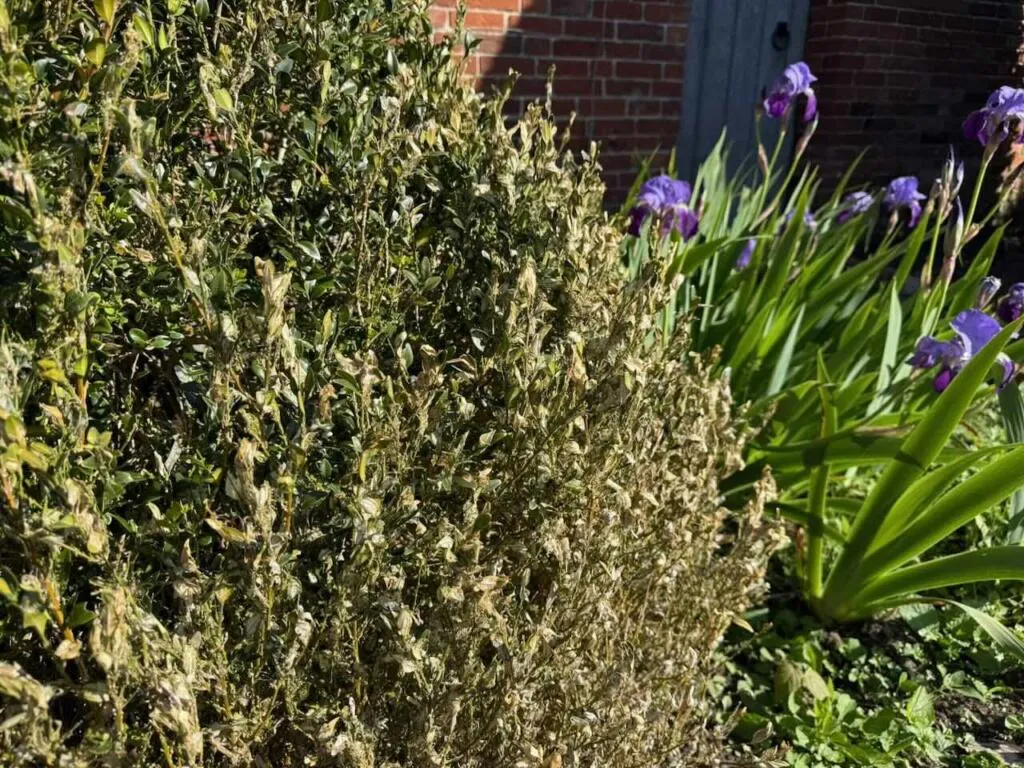 Buxus caterpillar damage