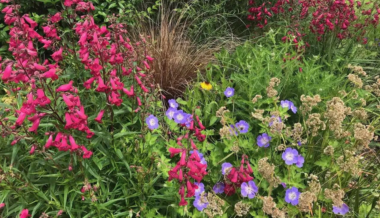 A beautiful blue, pink and green flower bed