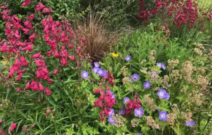 A beautiful blue, pink and green flower bed