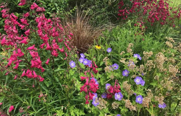 A beautiful blue, pink and green flower bed