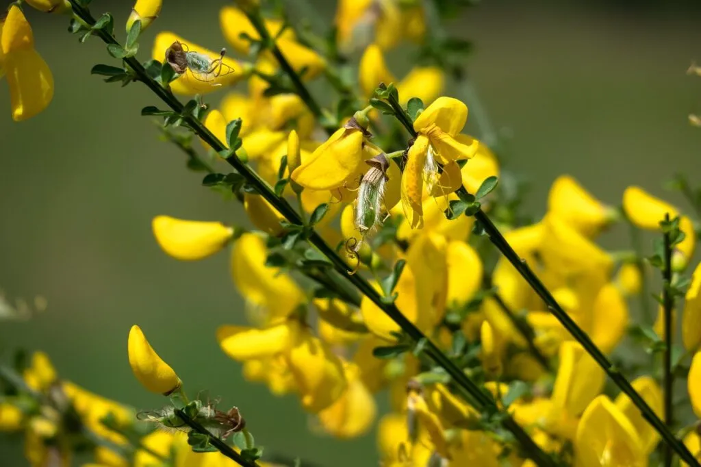 Cytisus shrub