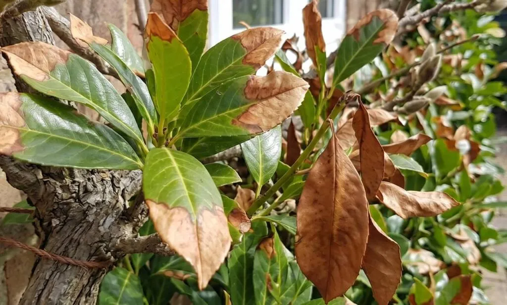 Brown scorched laurel leaves