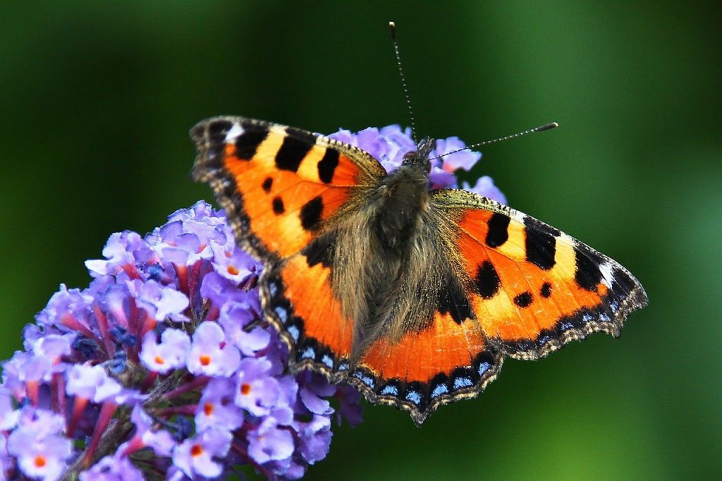 Buddleia bush in flower