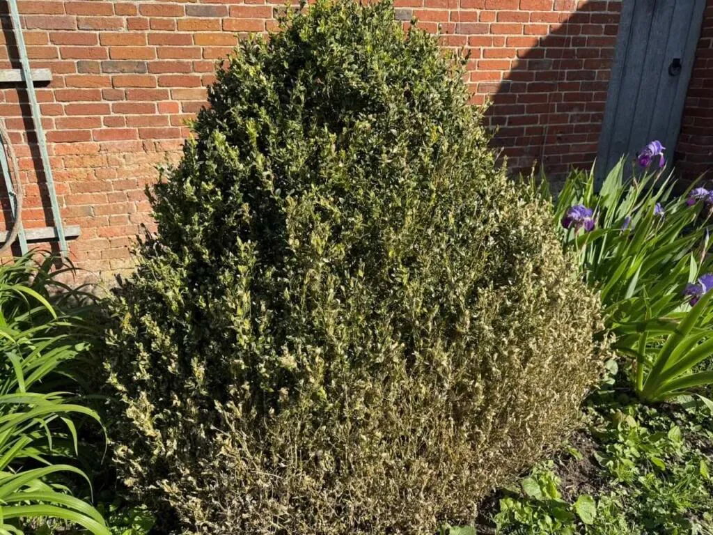 Box with infected caterpillar damage