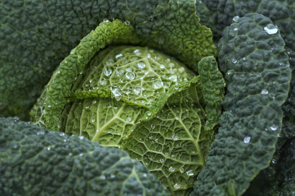 Top 20 vegetables for beginners