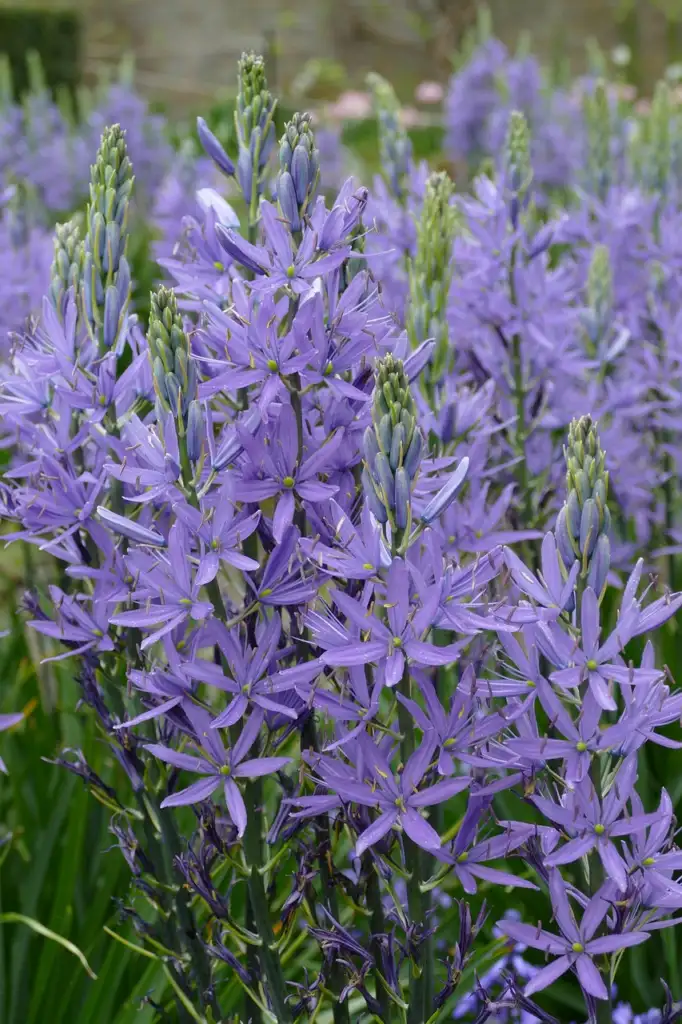 A dense drift of blue Camassia flower spikes in full bloom