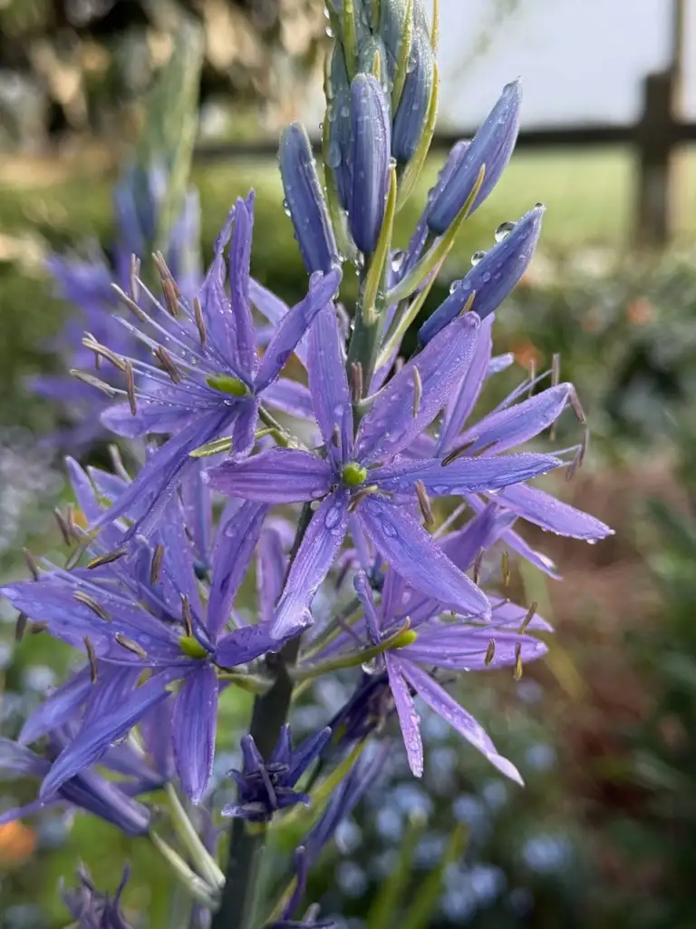 Close up of open blue star shaped Camassia flowers with yellow stamens