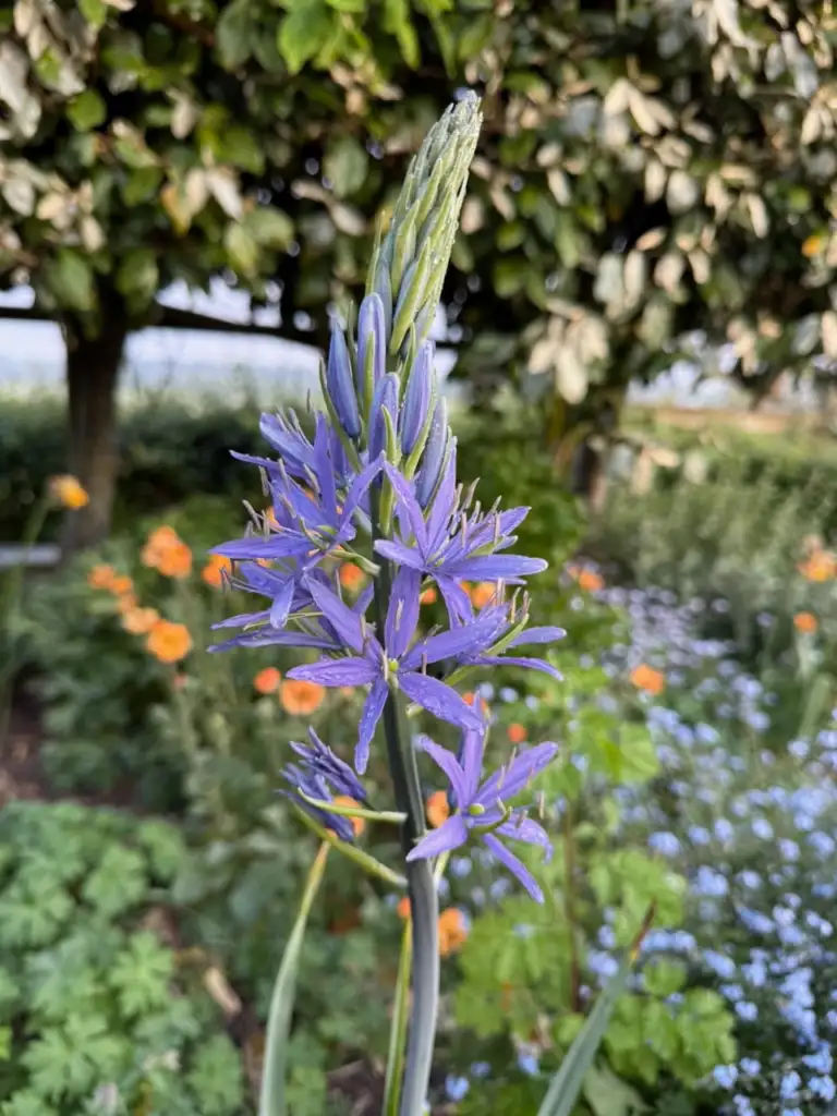 Blue Camassia flower spike beside orange Geum and soft blue flowers in a border