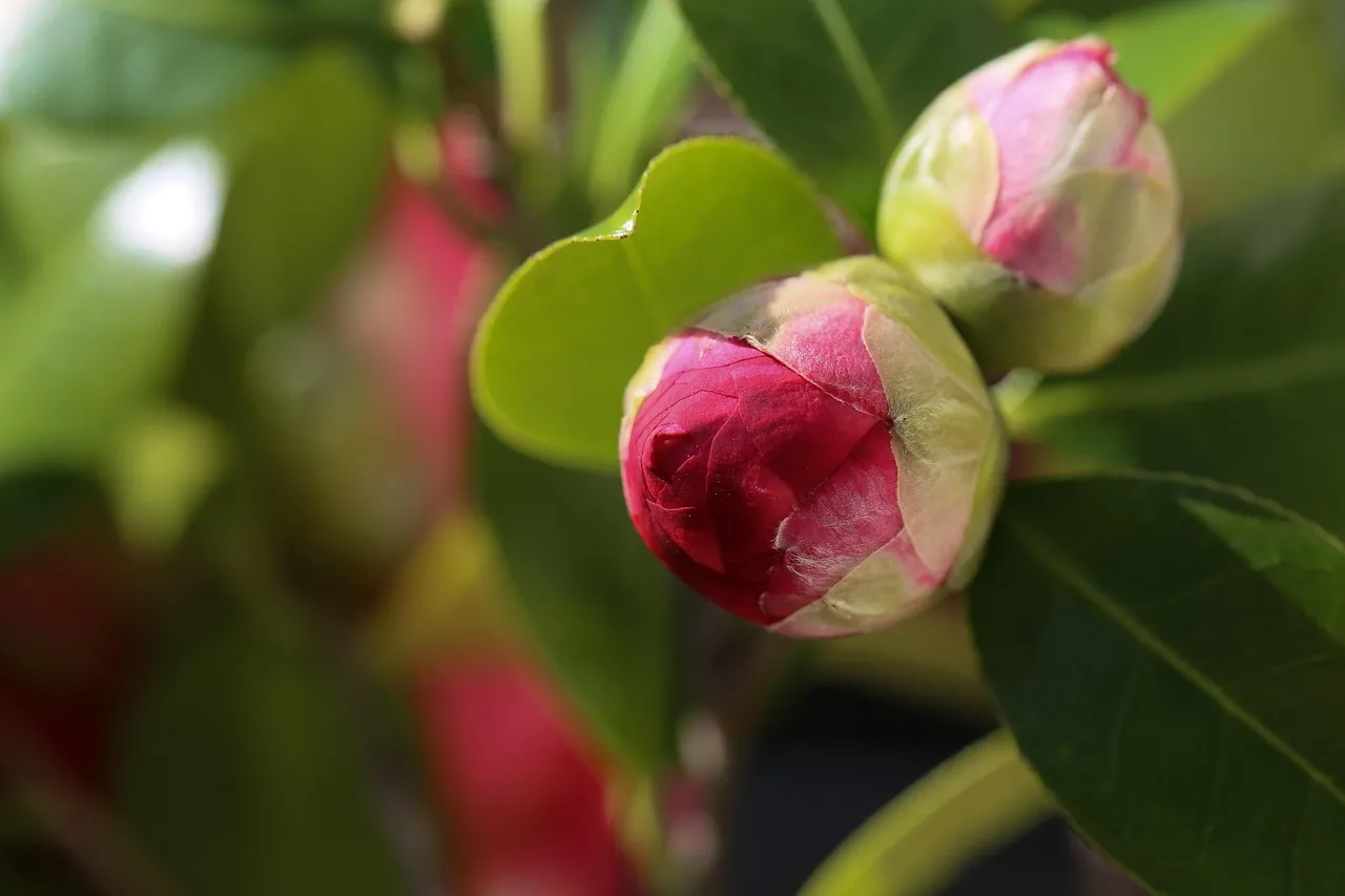 Camellia showing leaf problems that need diagnosing