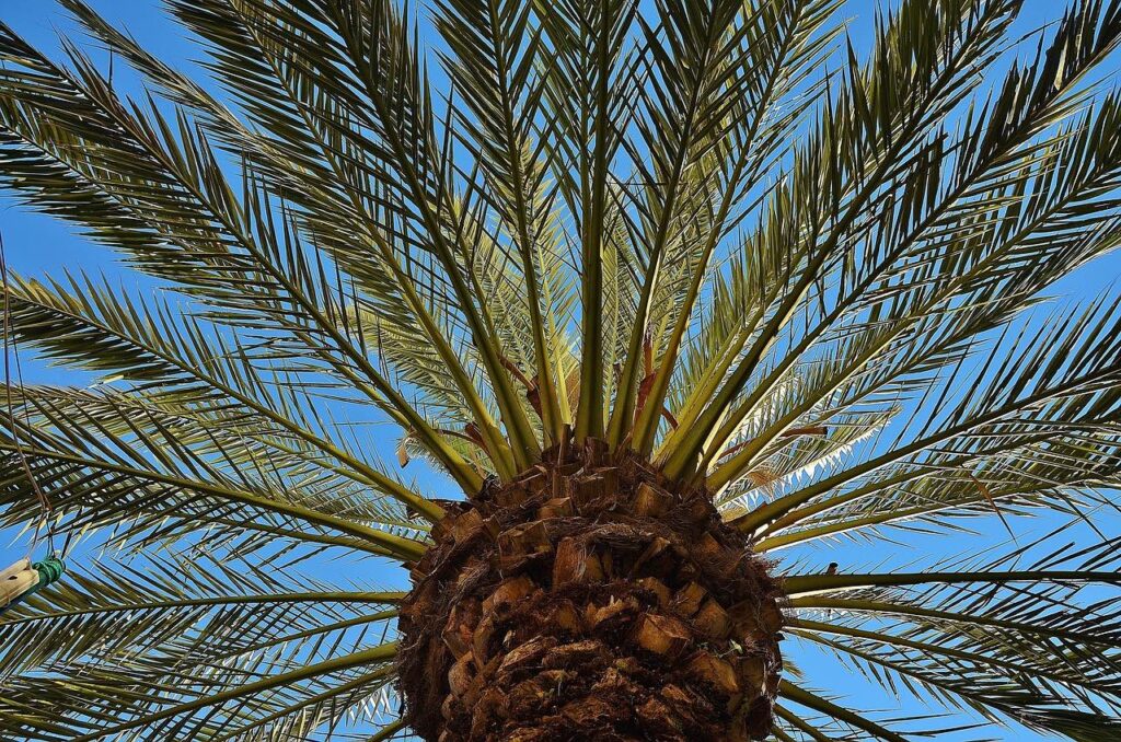 A canary date palm