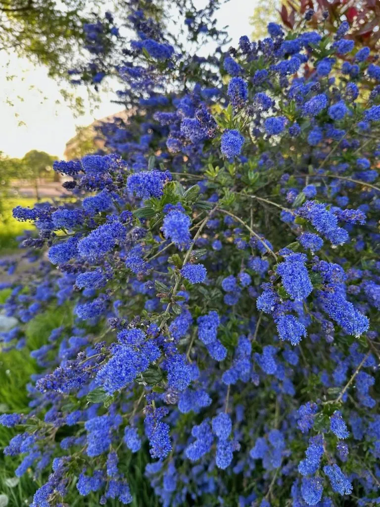 A bright blue Ceanothus in flower