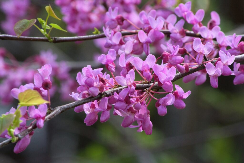 How to plant a cercis