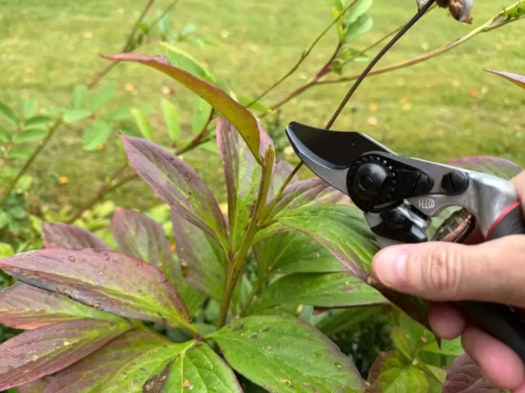 Clean pruning cut made with Felco bypass secateurs