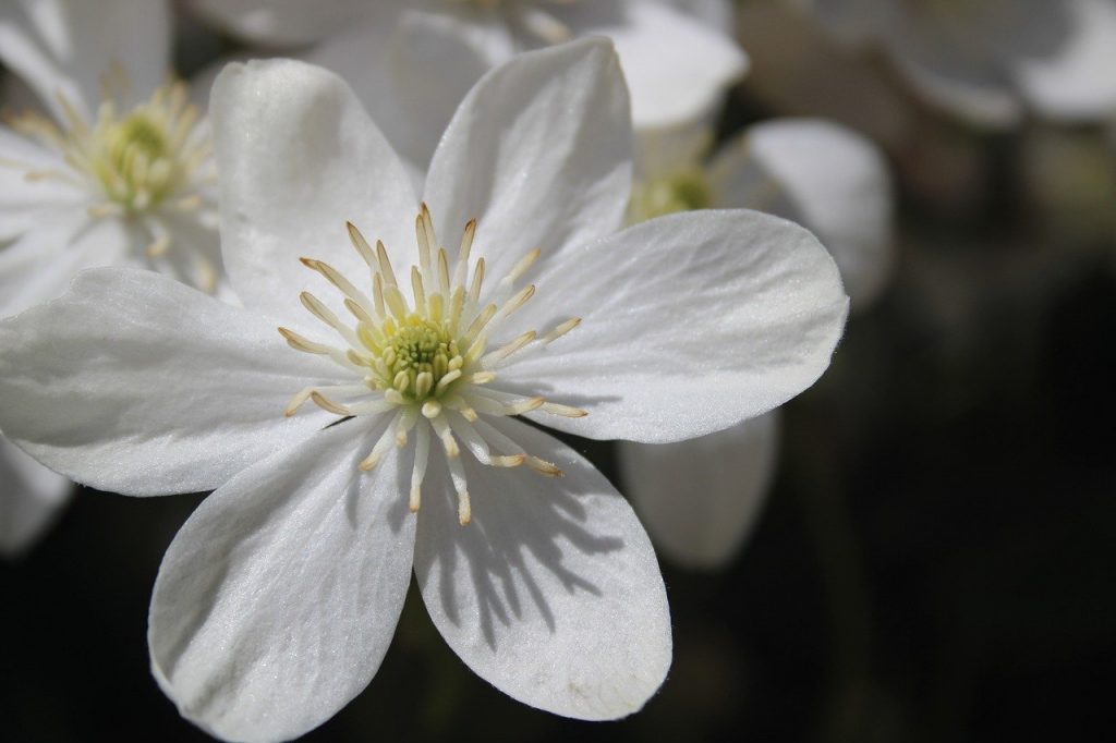 A white clematis flower