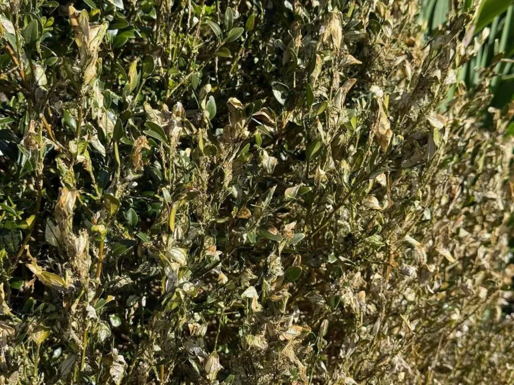 box hedge damage