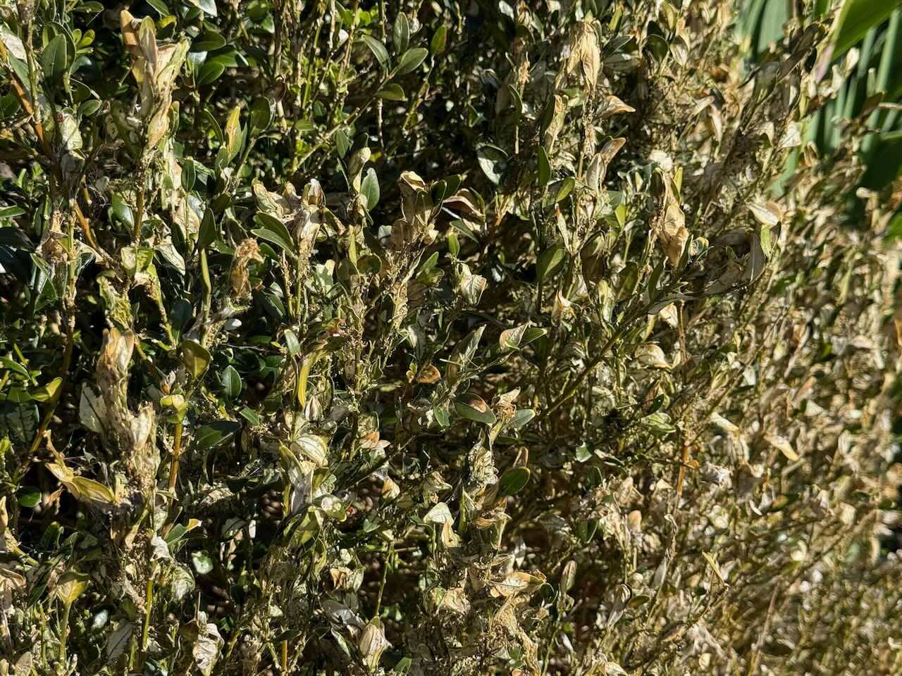 Why Is My Box Hedge Dying? Box Blight and Caterpillar Guide