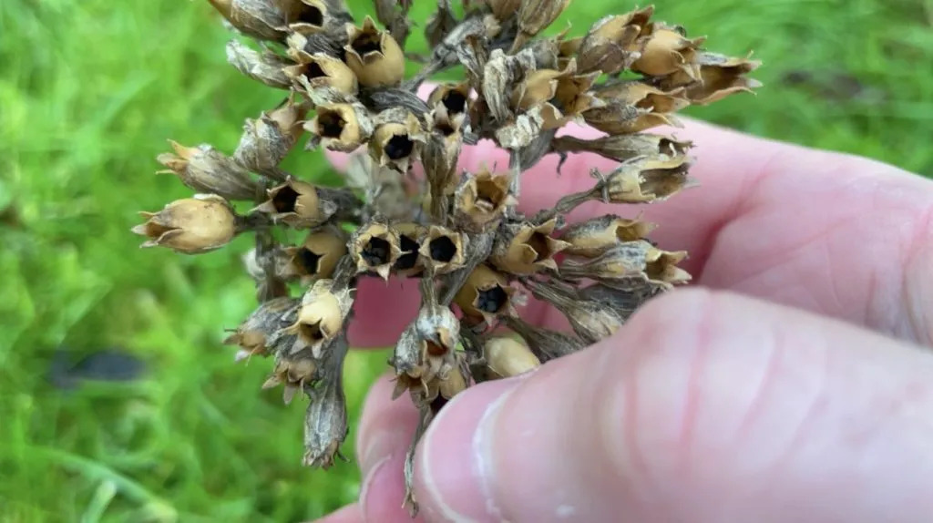 How to collect seeds