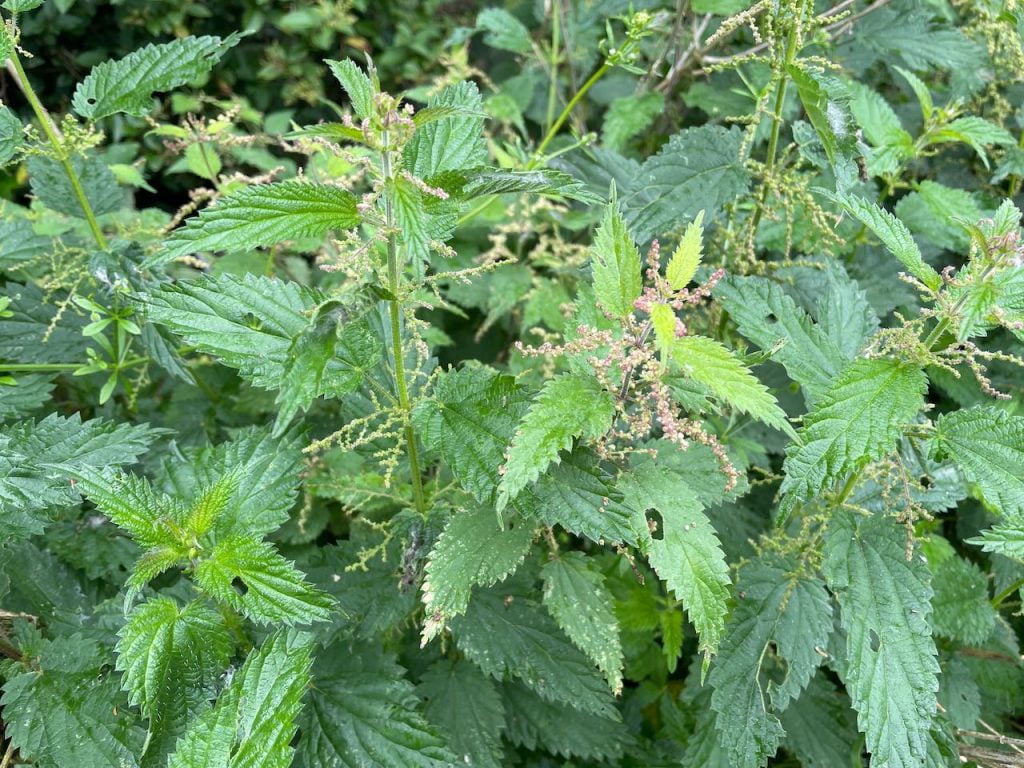 Common stinging nettles