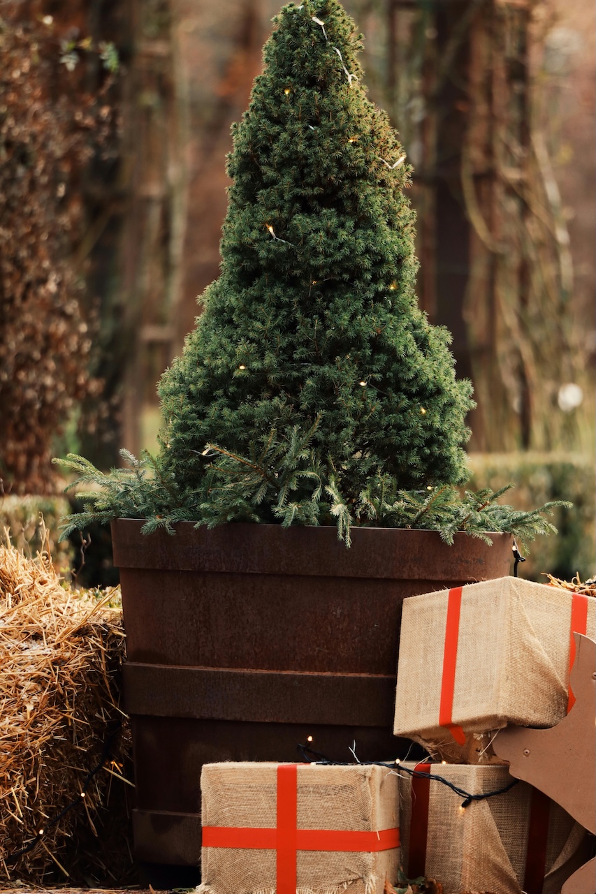 A living Christmas tree growing in a large container outdoors