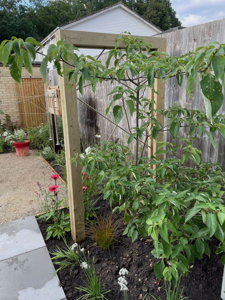A wedding cake tree in a garden designed by Lee Burkhill