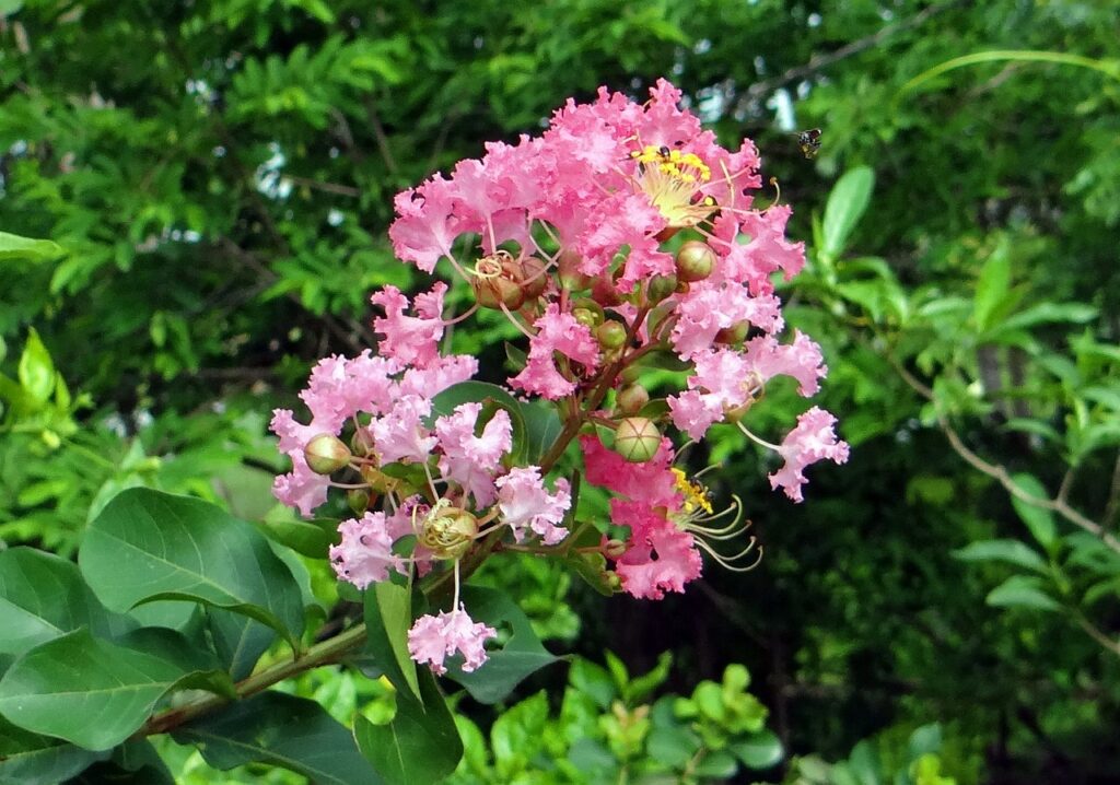 A crape myrtle flower autumn shrub