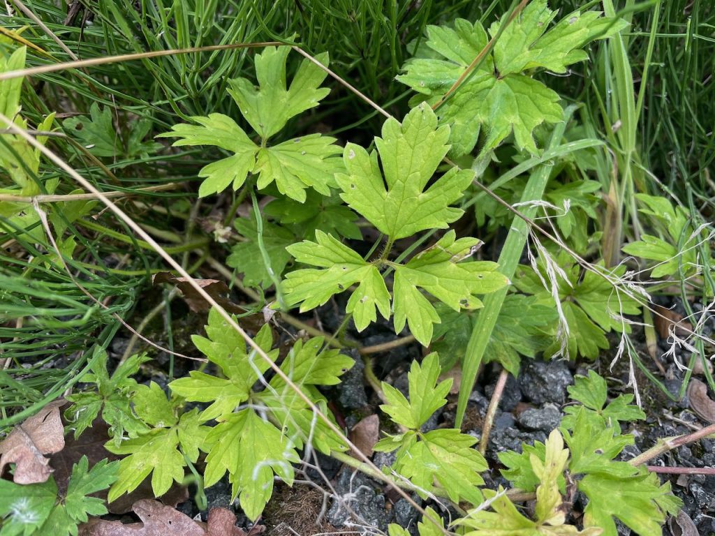 Creeping buttercup spreads like wildfire