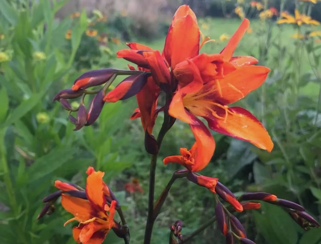 Crocosmia orange