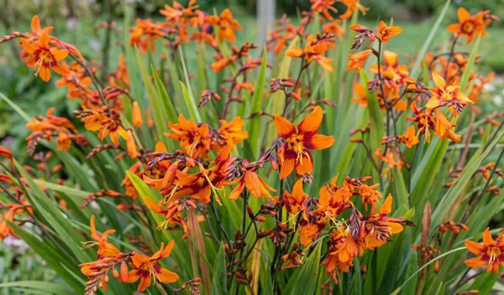 Crocosmia orange