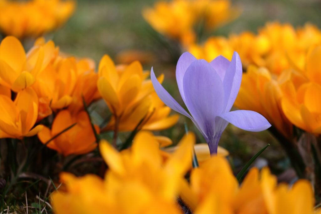Crocus toxic to dogs