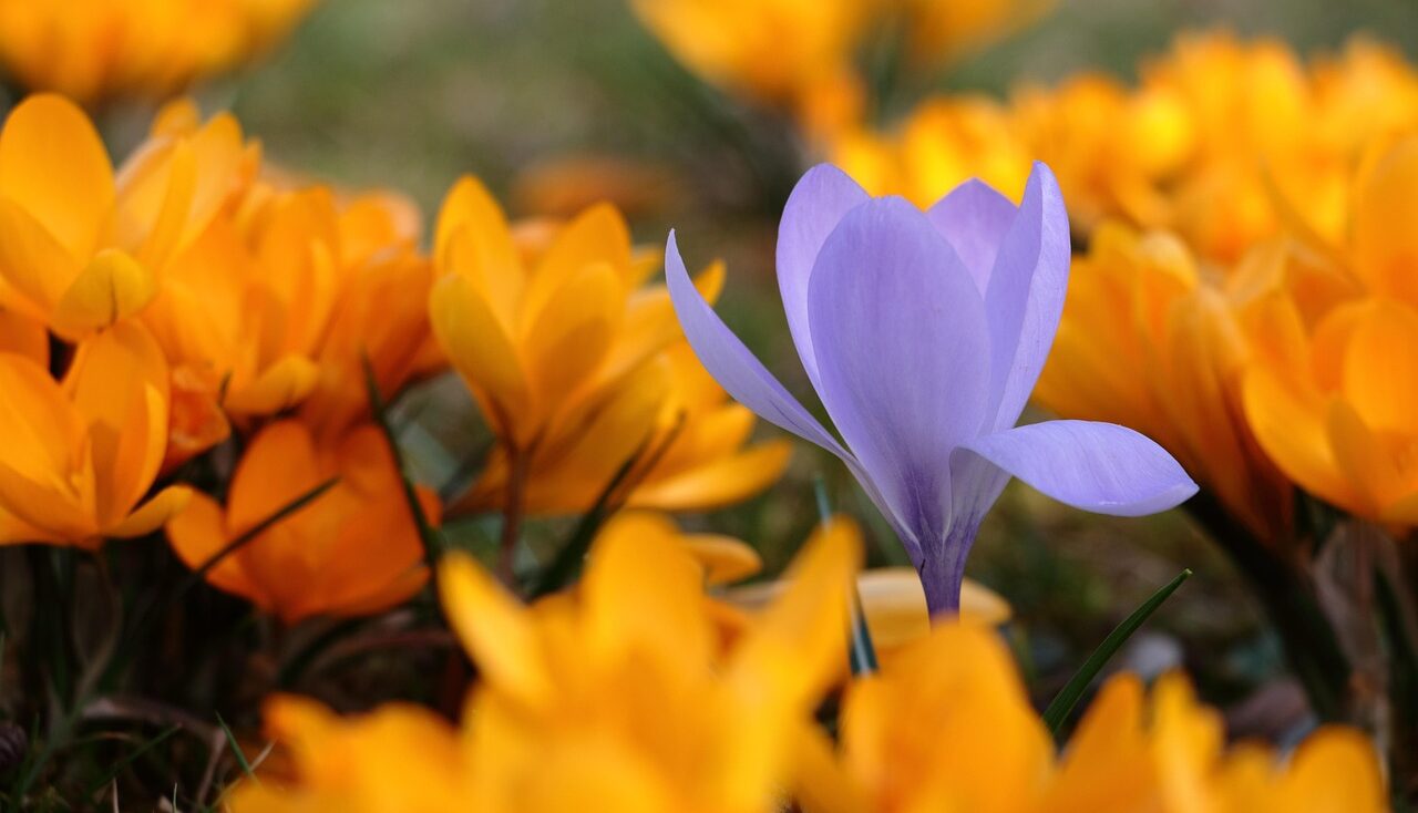 Crocus toxic to dogs