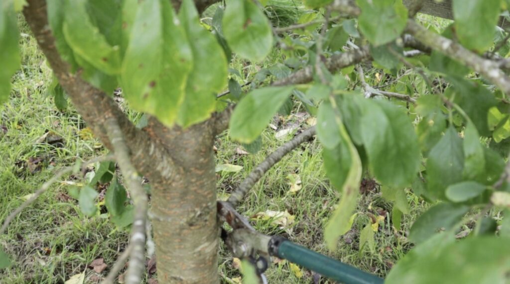 Cutting lower branches on cherry tree