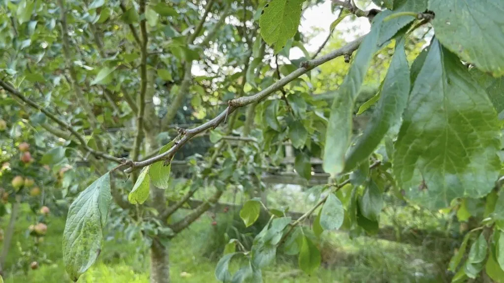 Clean cut on cherry tree