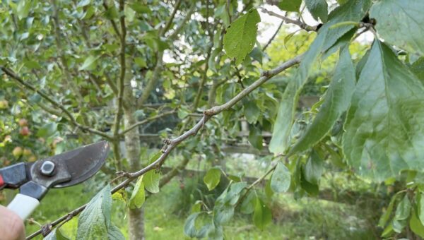 How to Prune Cherry Trees: beginner guide