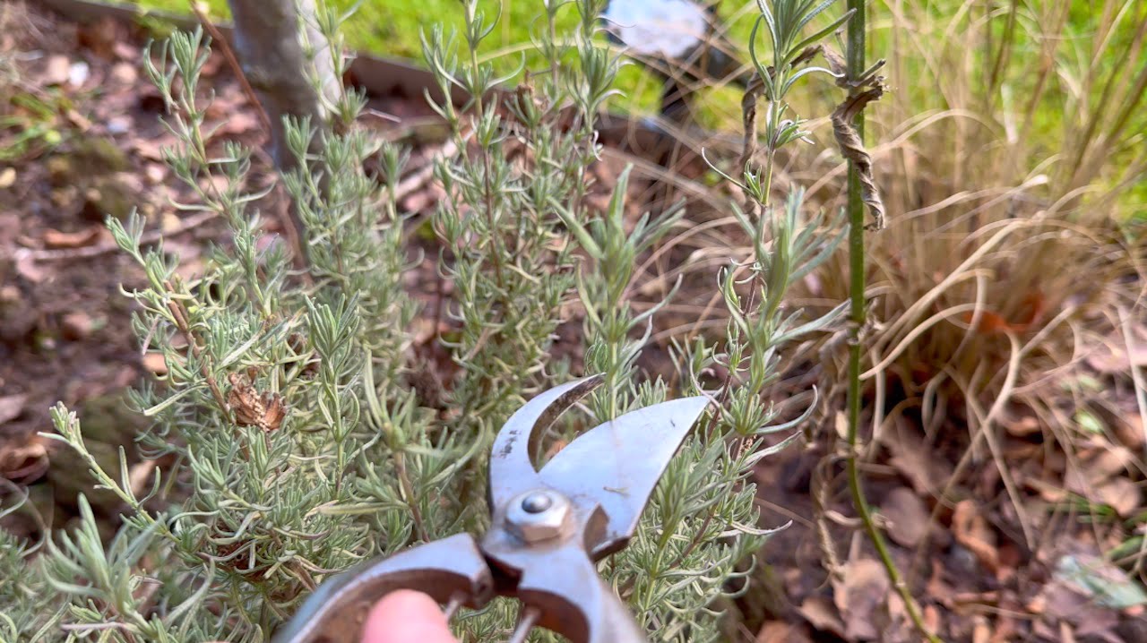 Lavender Pruning, Propagating & Growing Guide for beginners - Garden Ninja:  Lee Burkhill Garden Design