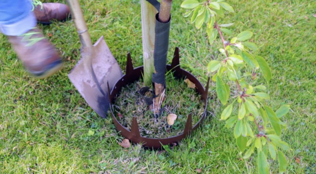 Digging around a tree ring in turf